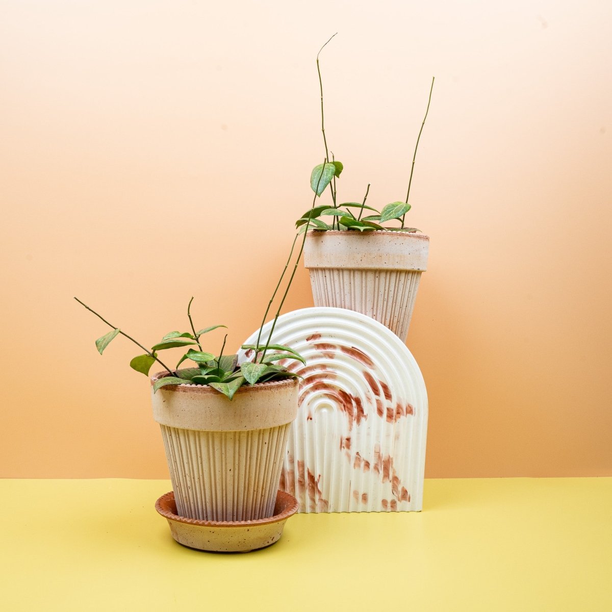 Hoya Fitchii, netzartige Blattaderung – potflourri