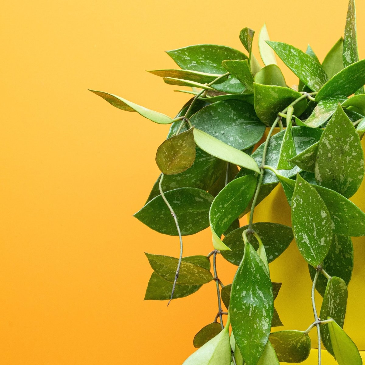 Hoya Gracilis, hängender Wuchs – Ansicht 11