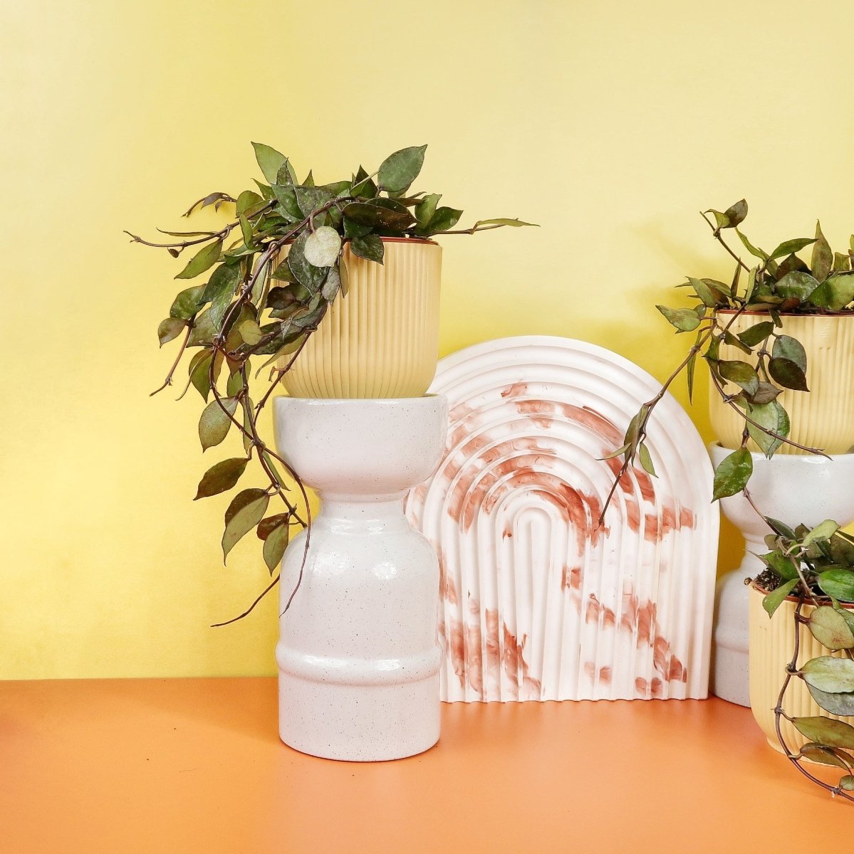Hoya Krohniana Black Splash – Ansicht 8