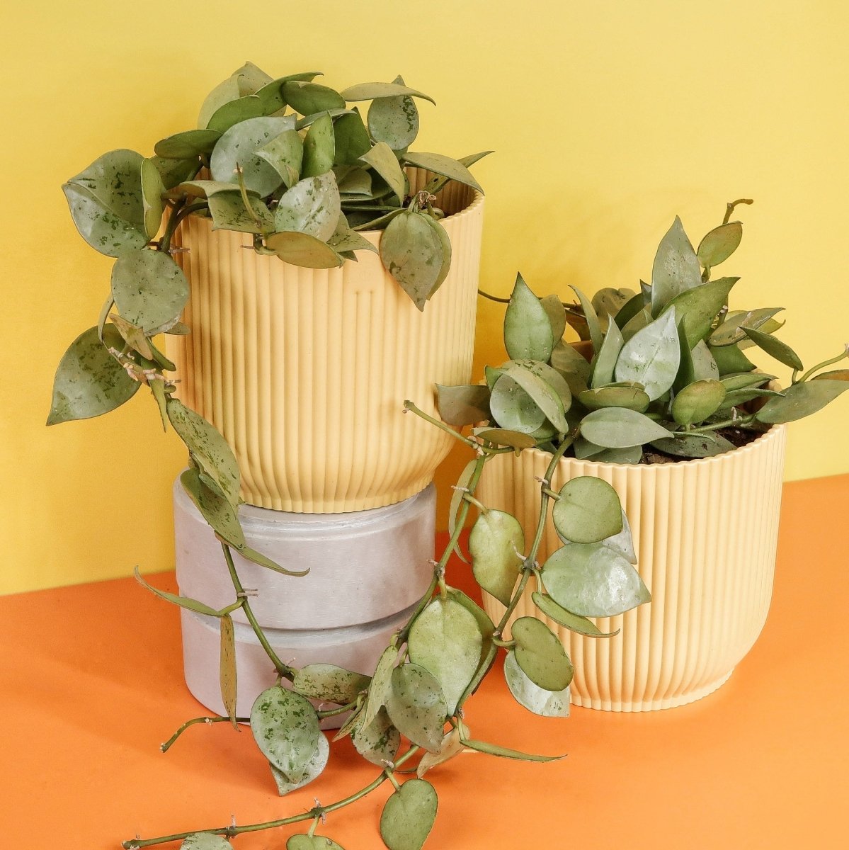 Hoya Krohniana Eskimo – Ansicht 7