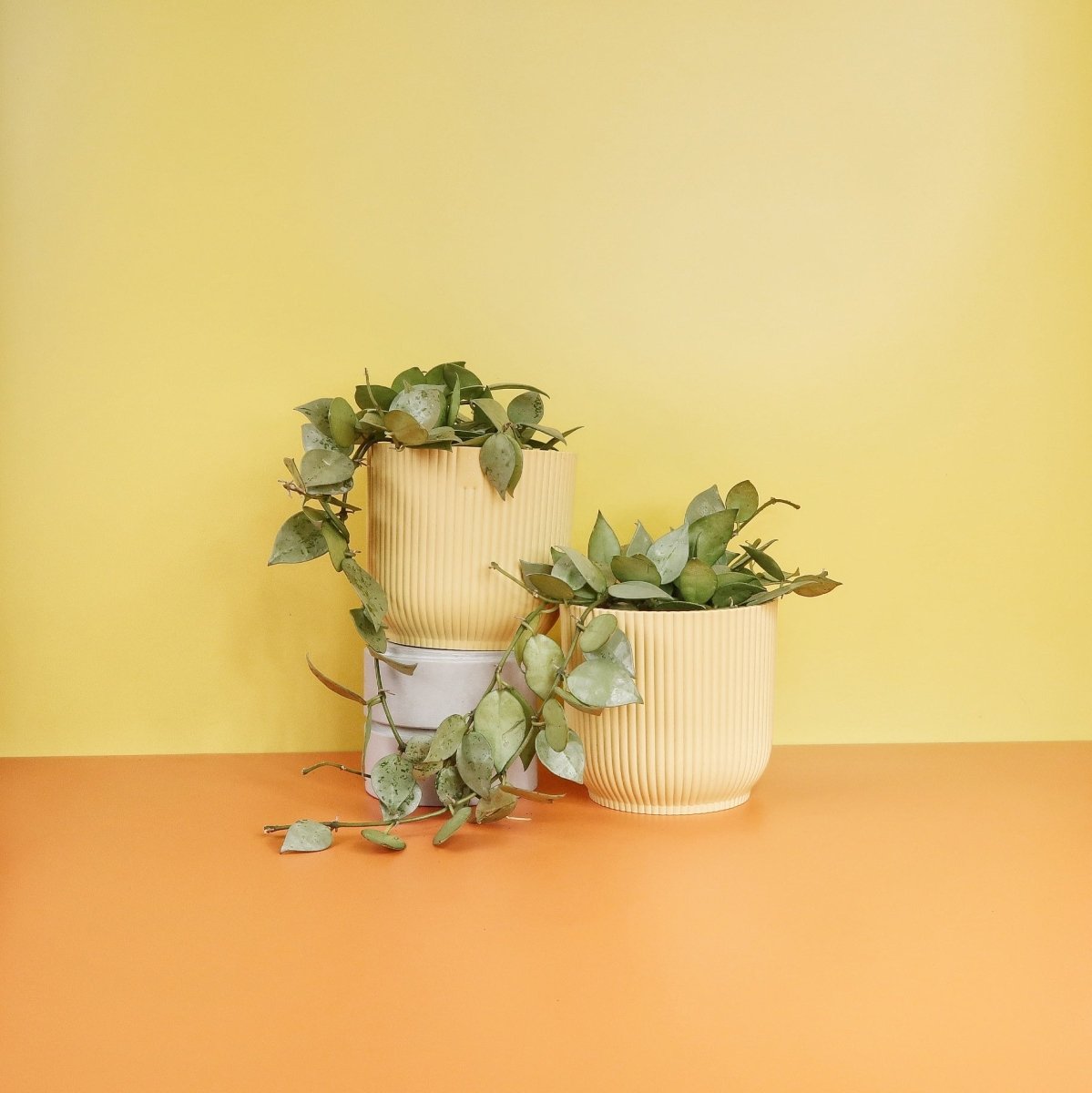 Hoya Krohniana Eskimo – Wachsblume mit hellen Blättern – potflourri