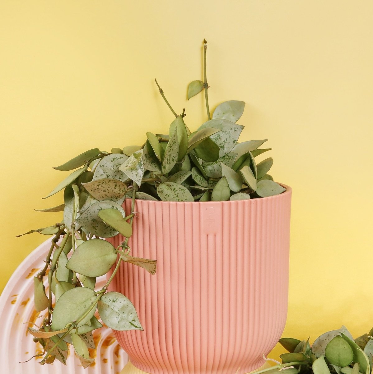 Hoya Krohniana Eskimo – Ansicht 13