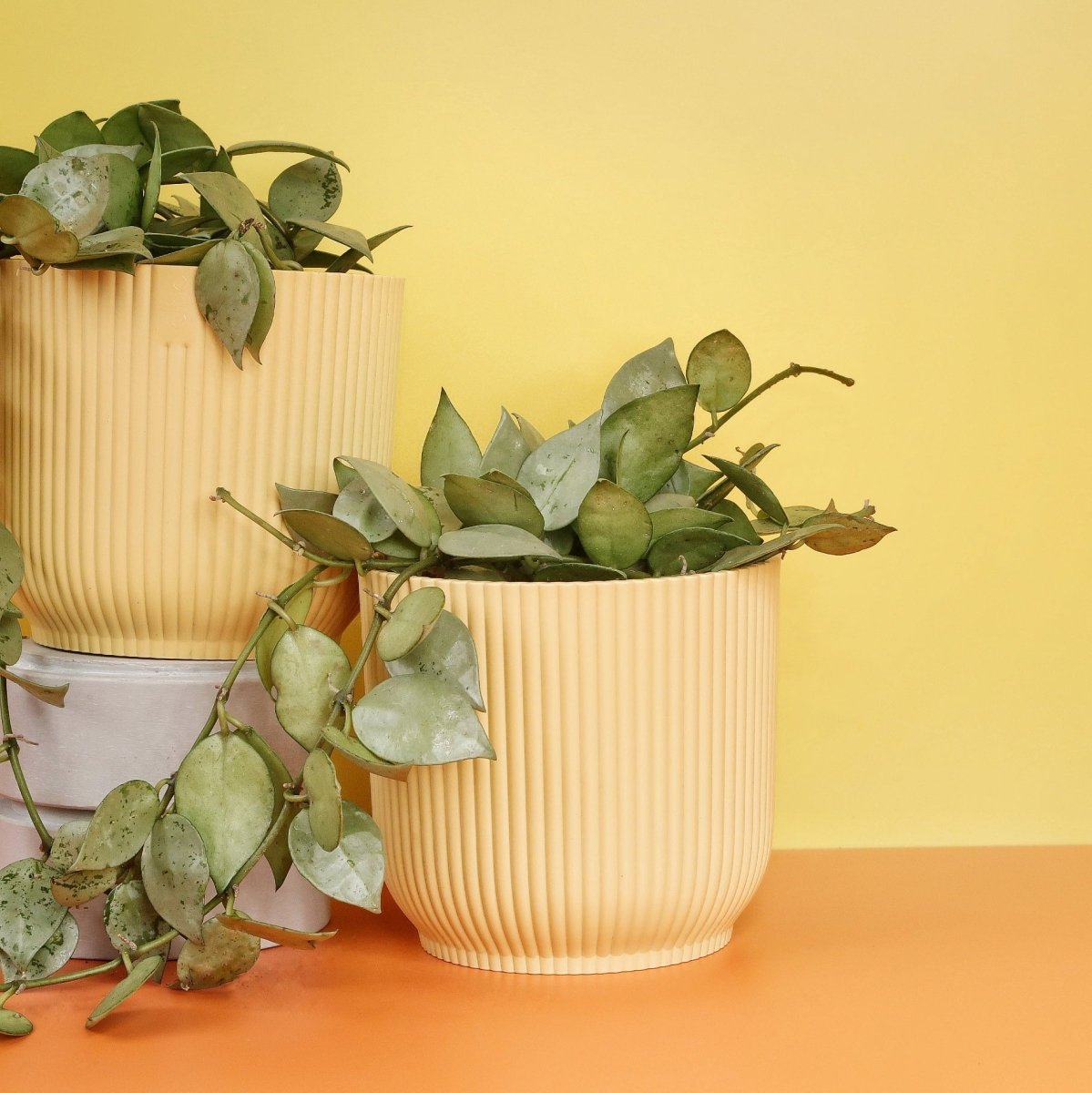 Hoya Krohniana Eskimo mit sternförmigen Blüten