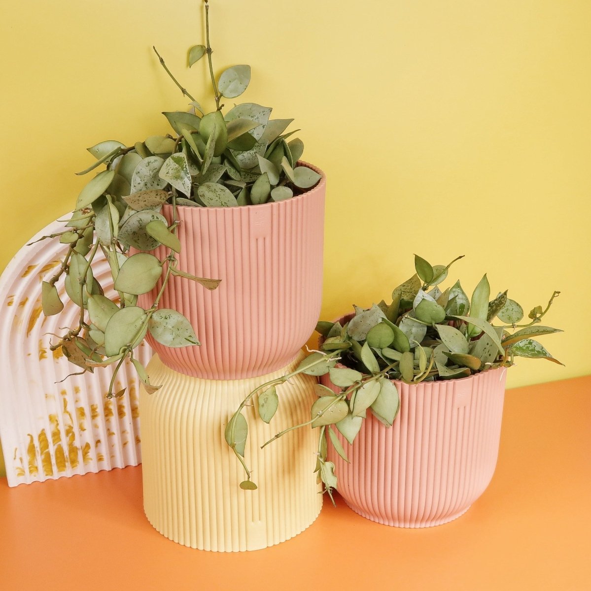 Hoya Krohniana Eskimo – Ansicht 14