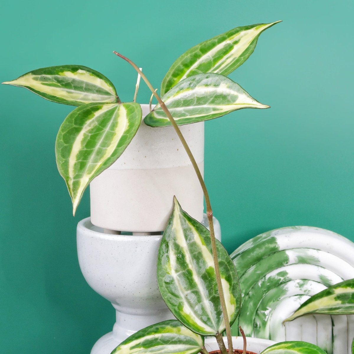 Hoya Macrophylla Variegata mit duftenden, sternförmigen Blüten