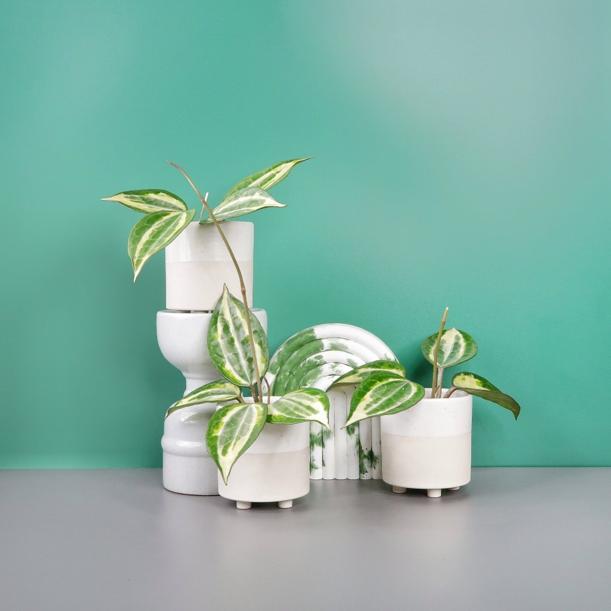 Hoya Macrophylla Variegata – Wachsblume mit creme-goldenem Relief – potflourri