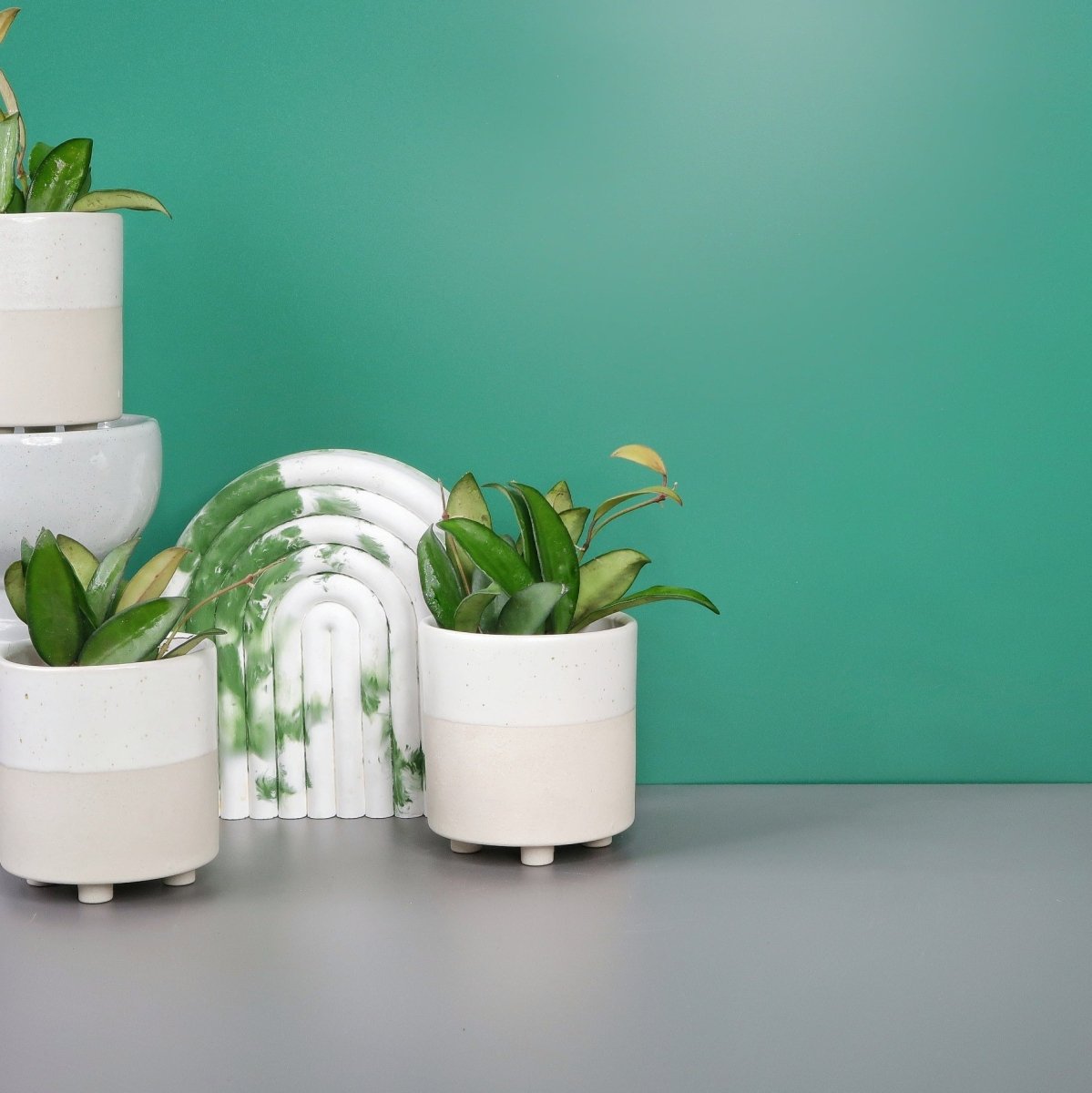 Hoya Philipines mit sternförmigen Blütenclustern
