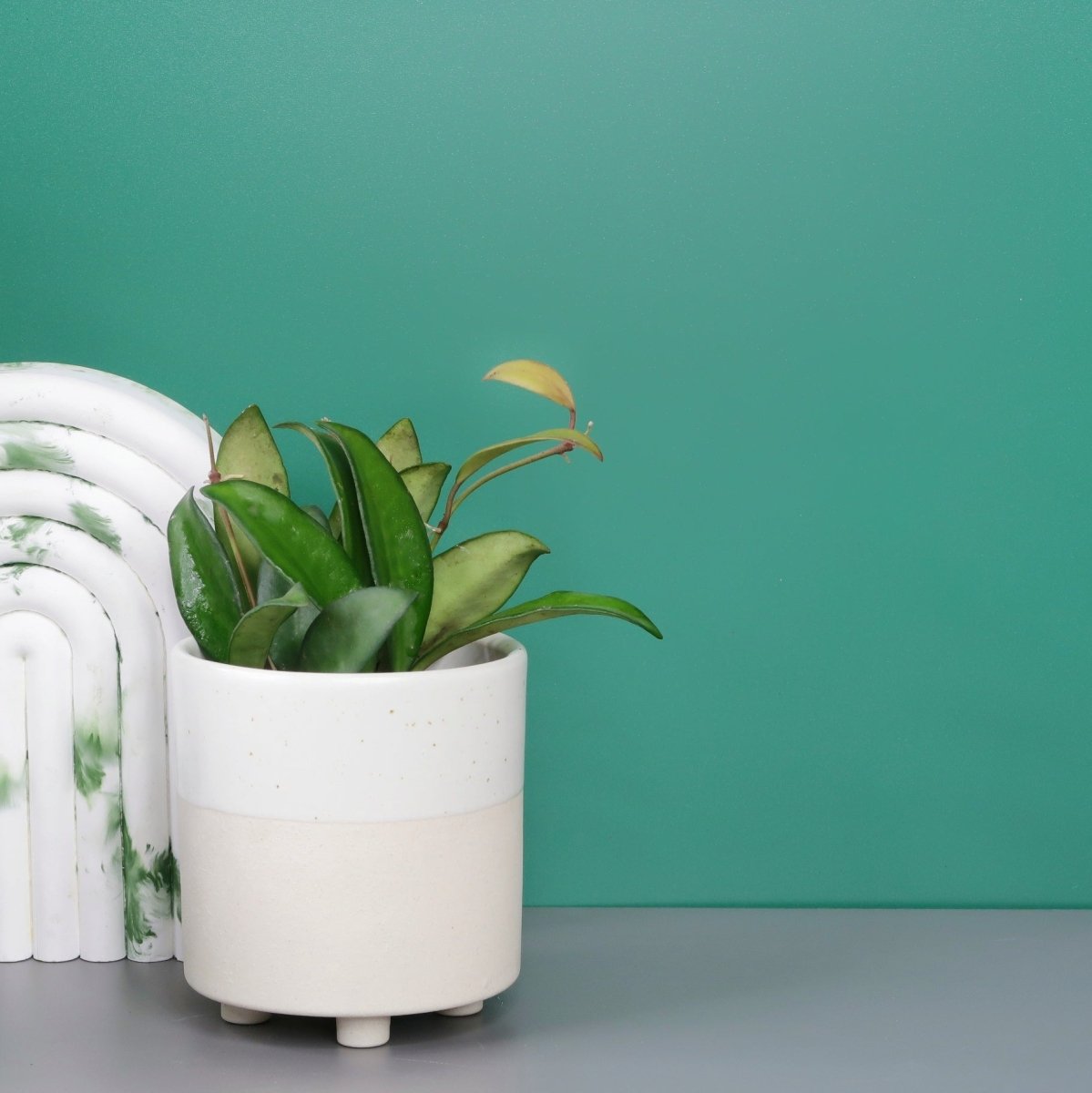 Hoya Philipines – Ansicht 7