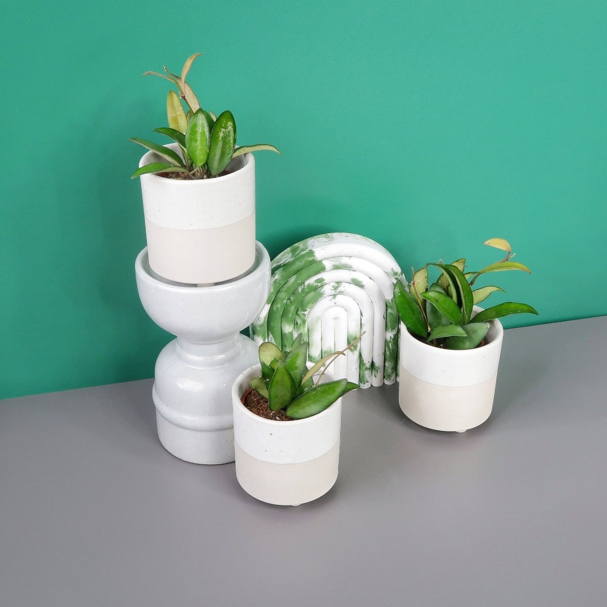 Hoya Philipines – Ansicht 6