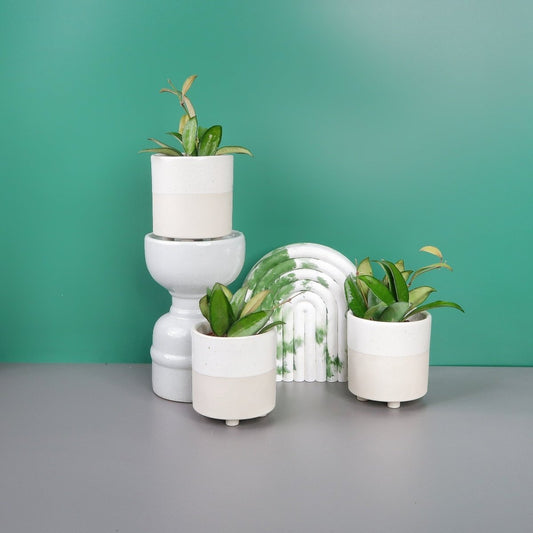 Hoya Philipines – Wachsblume mit ledrigen Blättern – potflourri