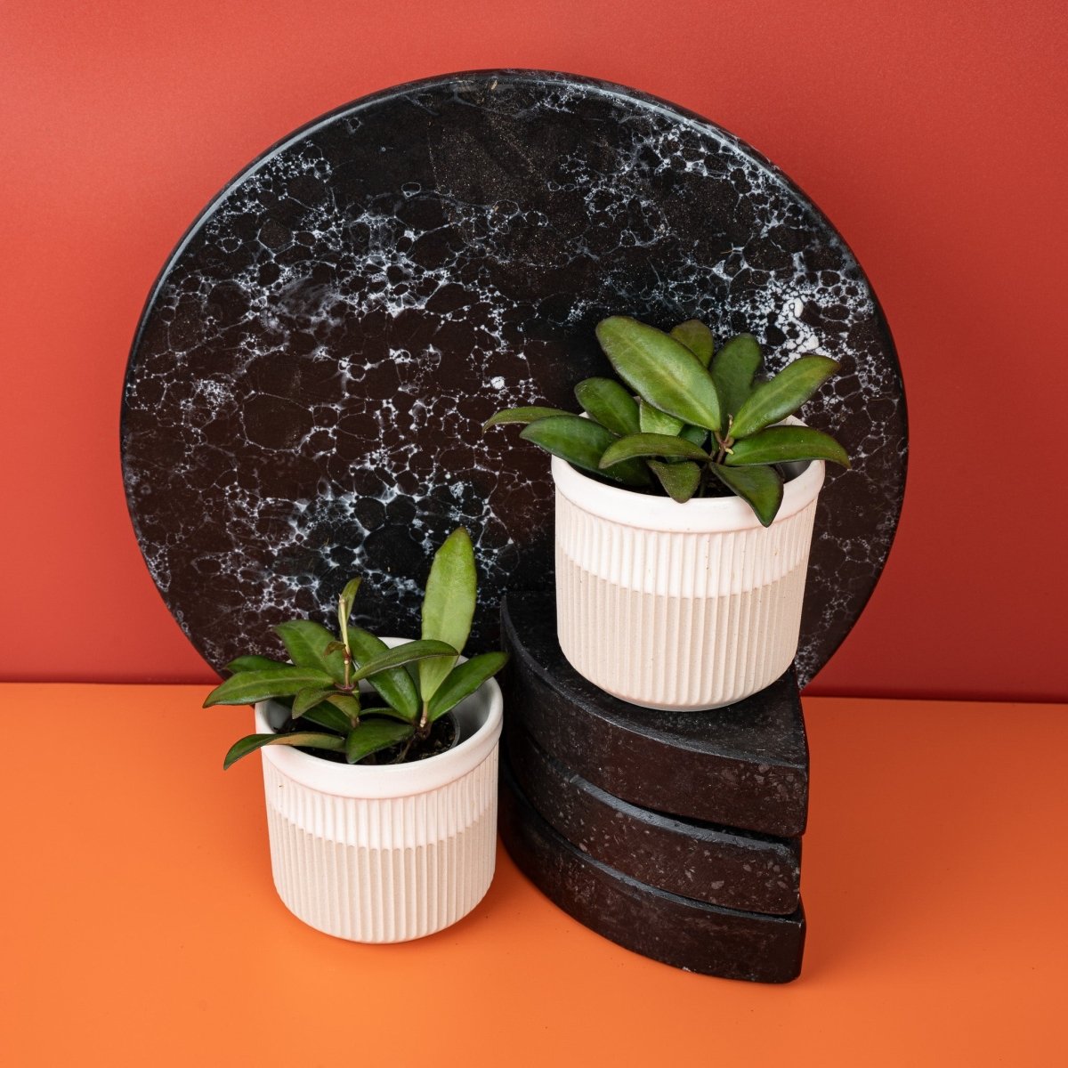 Hoya Rosita – Ansicht 6