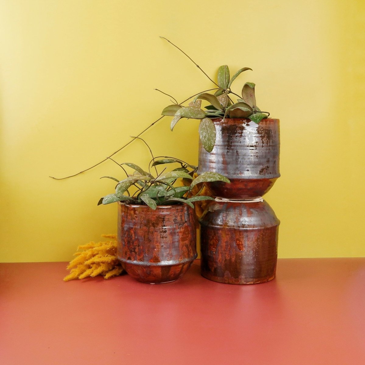 Hoya Sigillatis – Zimmerpflanze mit sukkulenten Blättern – potflourri