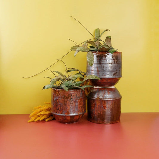 Hoya Sigillatis – Zimmerpflanze mit sukkulenten Blättern – potflourri