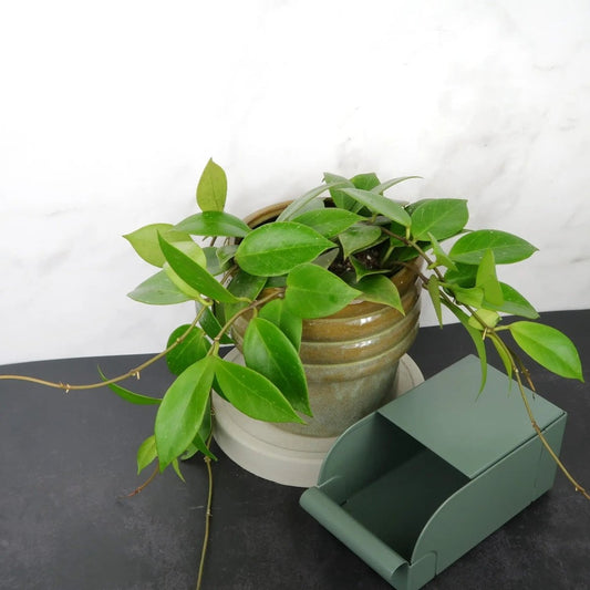 Hoya Sunrise – kletternde Wachsblume – potflourri