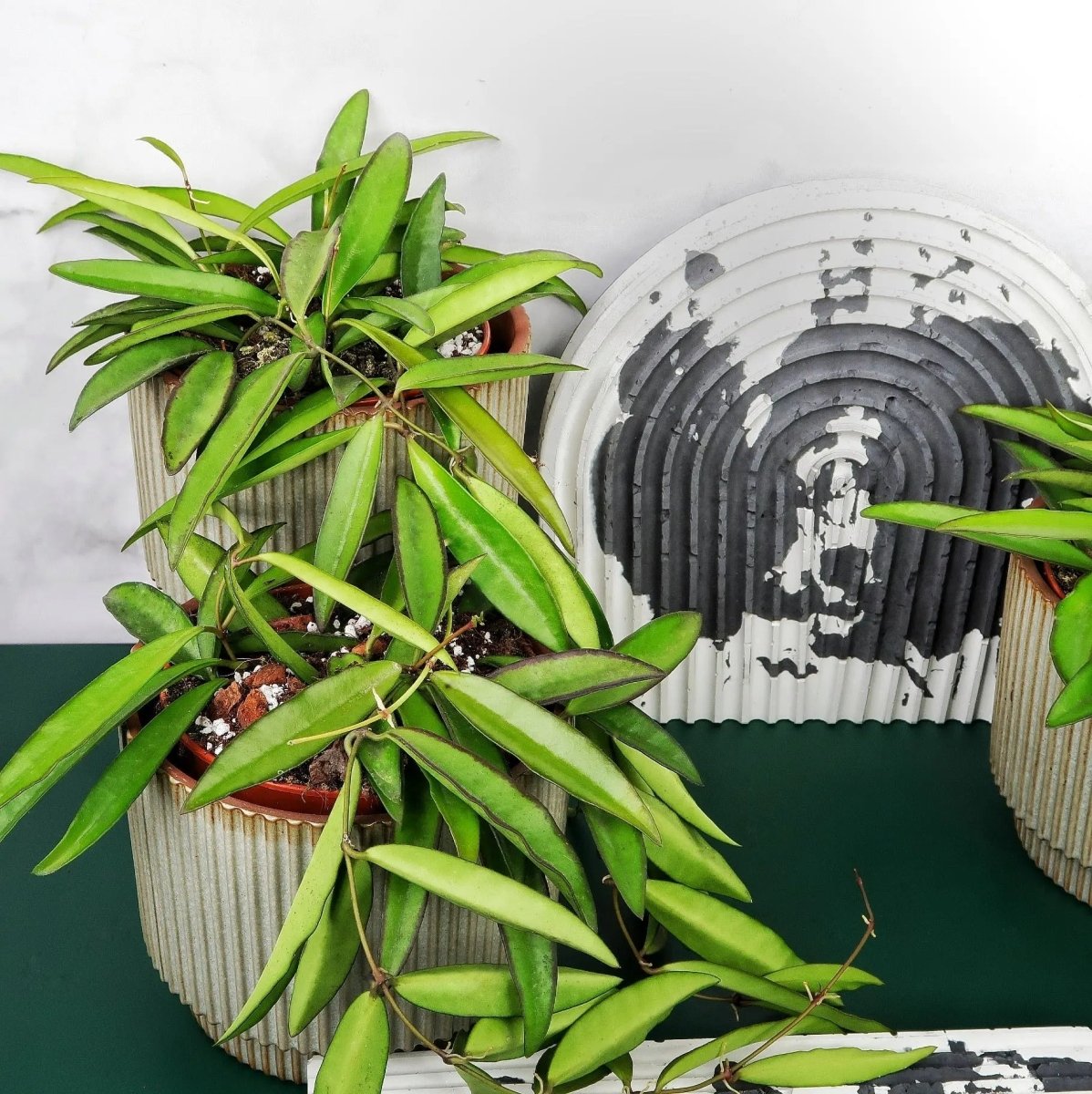 Hoya Wayetii – anpassungsfähige Hängepflanze