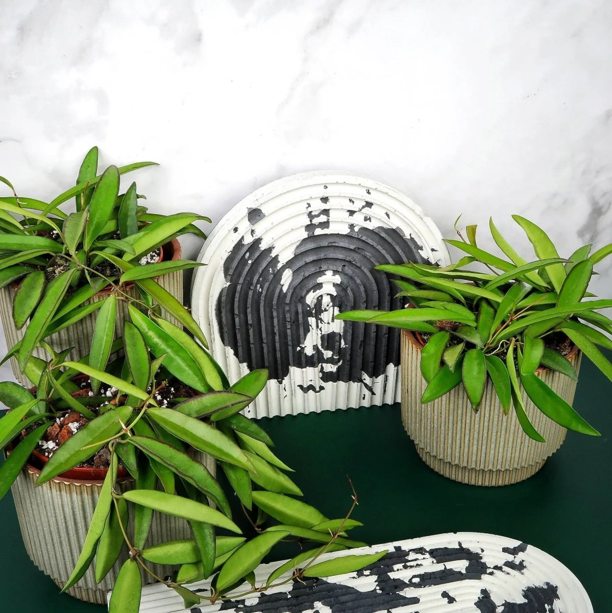 Hoya Wayetii – Ansicht 6