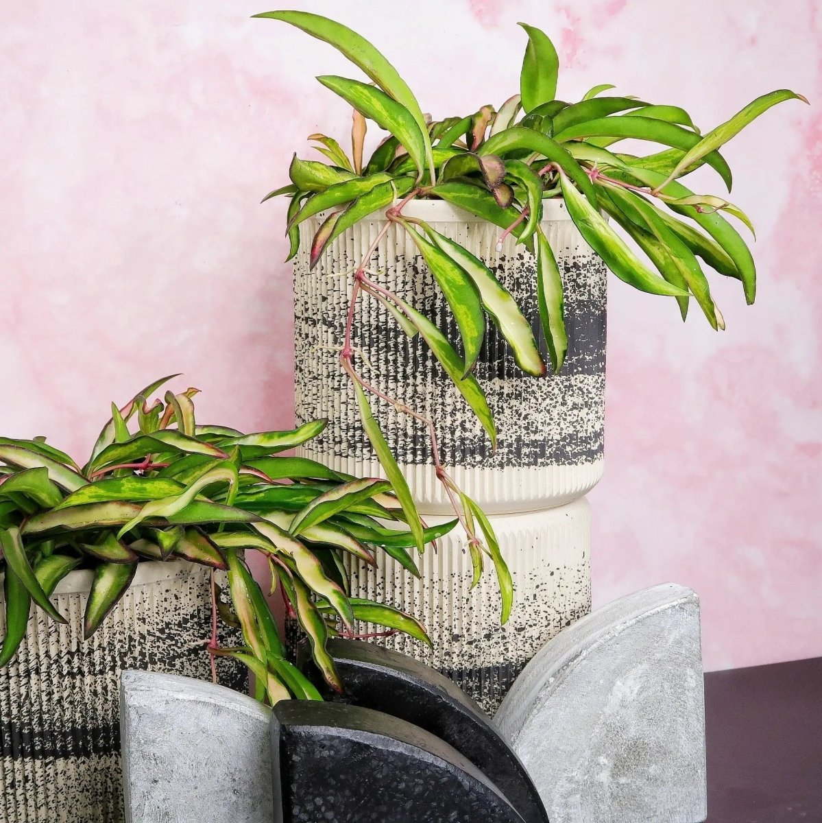 Hoya Wayetii Tricolor – kompakte Wachsblume fürs Zuhause