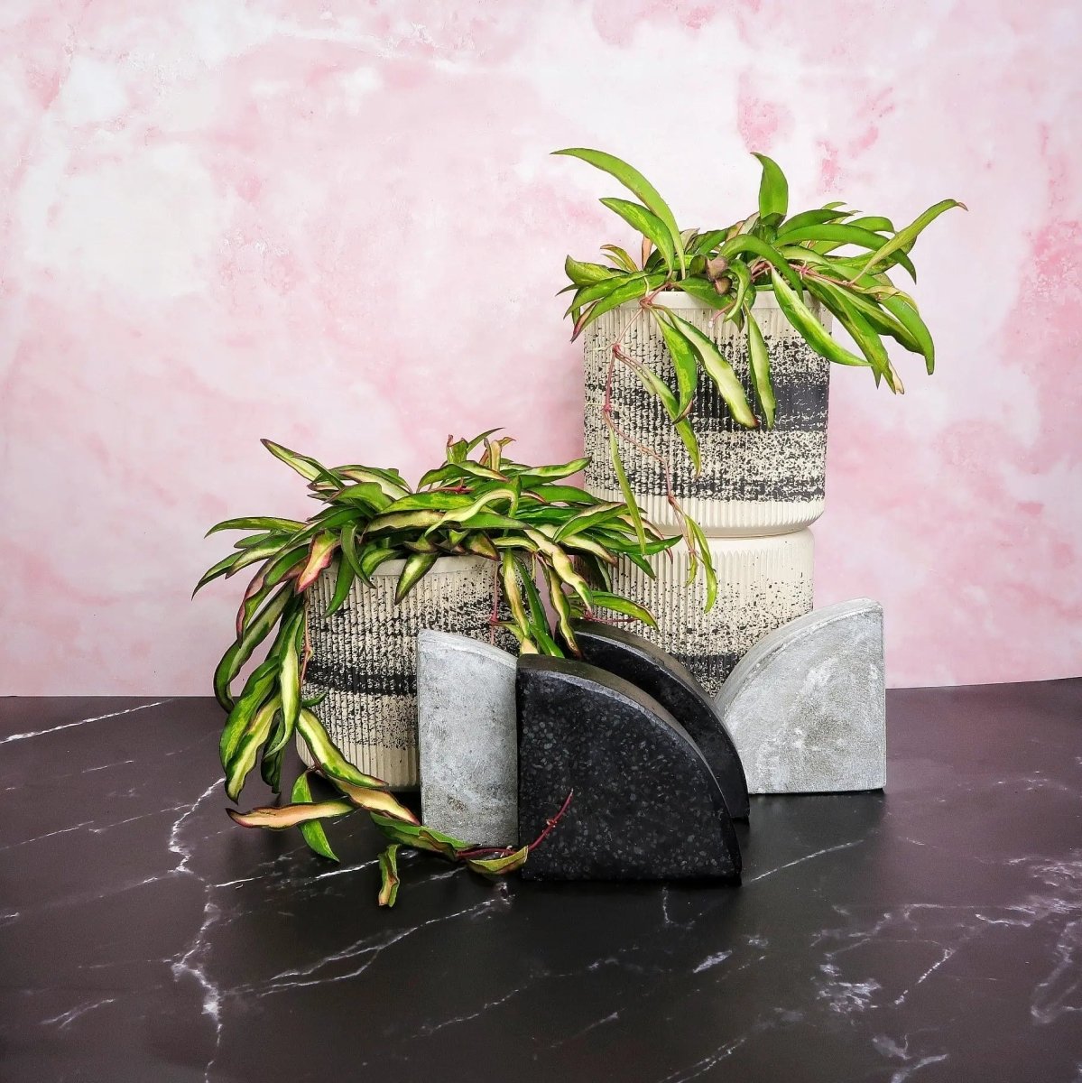 Hoya Wayetii Tricolor – Hängepflanze mit dreifarbigen Blättern von potflourri