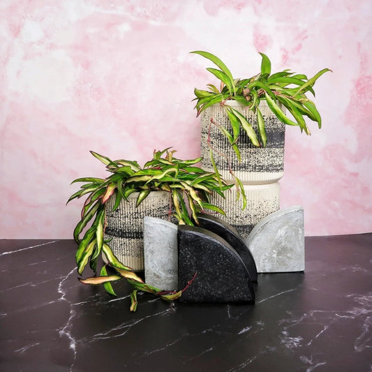 Hoya Wayetii Tricolor – Hängepflanze mit dreifarbigen Blättern von potflourri