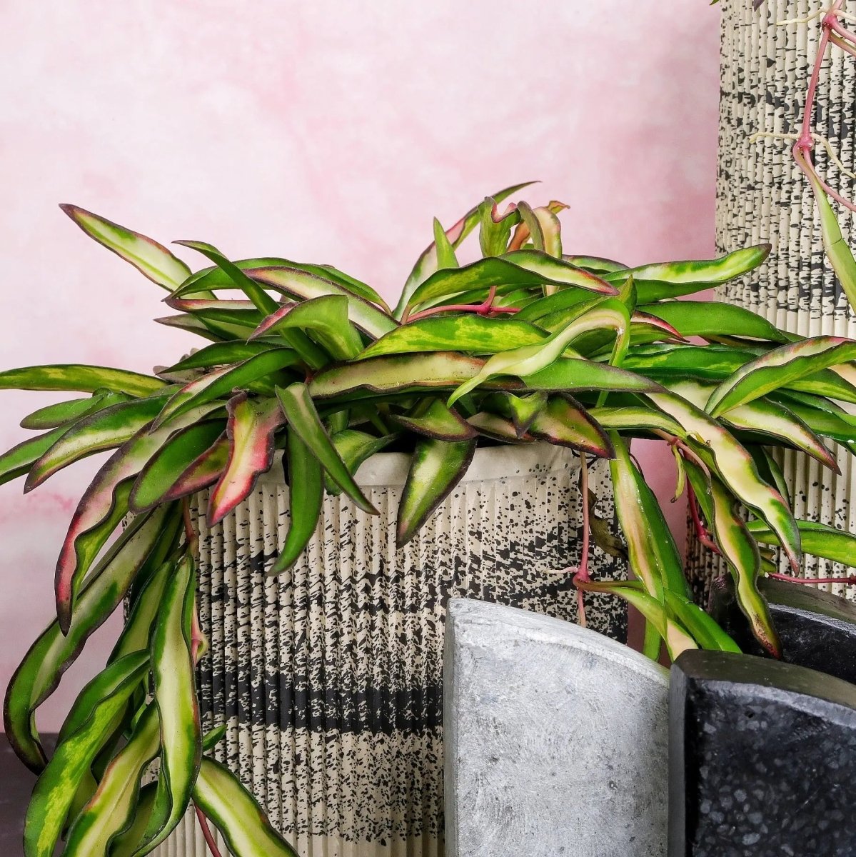 Zimmerpflanze Hoya Wayetii Tricolor – pflegeleichte Hängepflanze