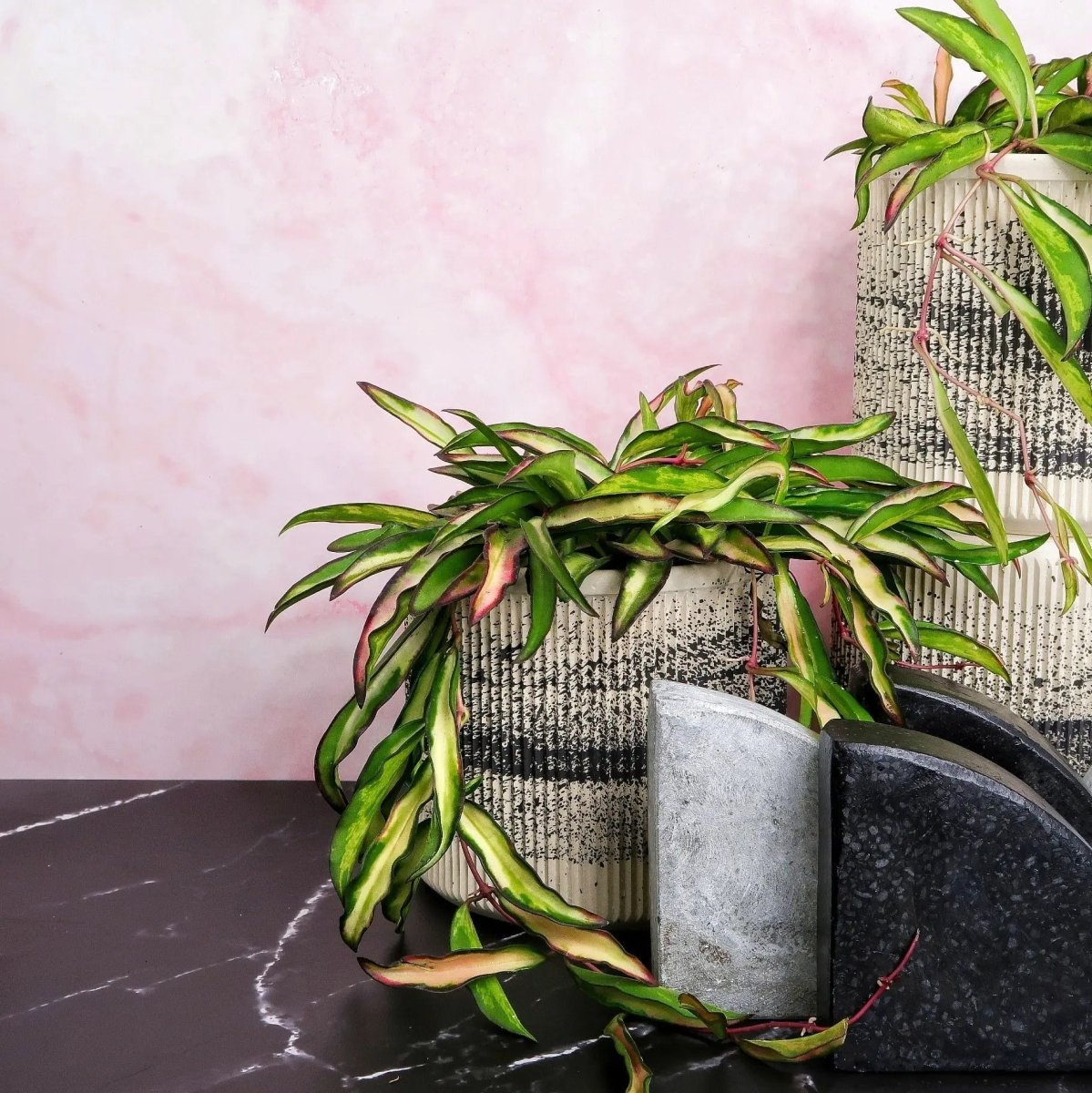 Hoya Wayetii Tricolor mit grün-gelb gesprenkelten Blättern