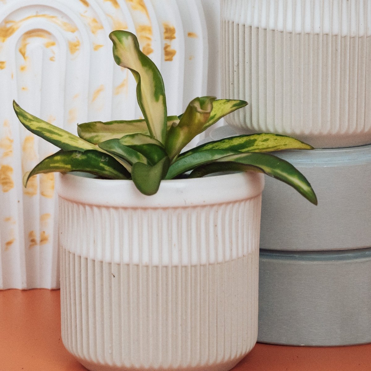 Hoya Wayetii Tricolor für Rankhilfe oder Ampel – Ansicht 8