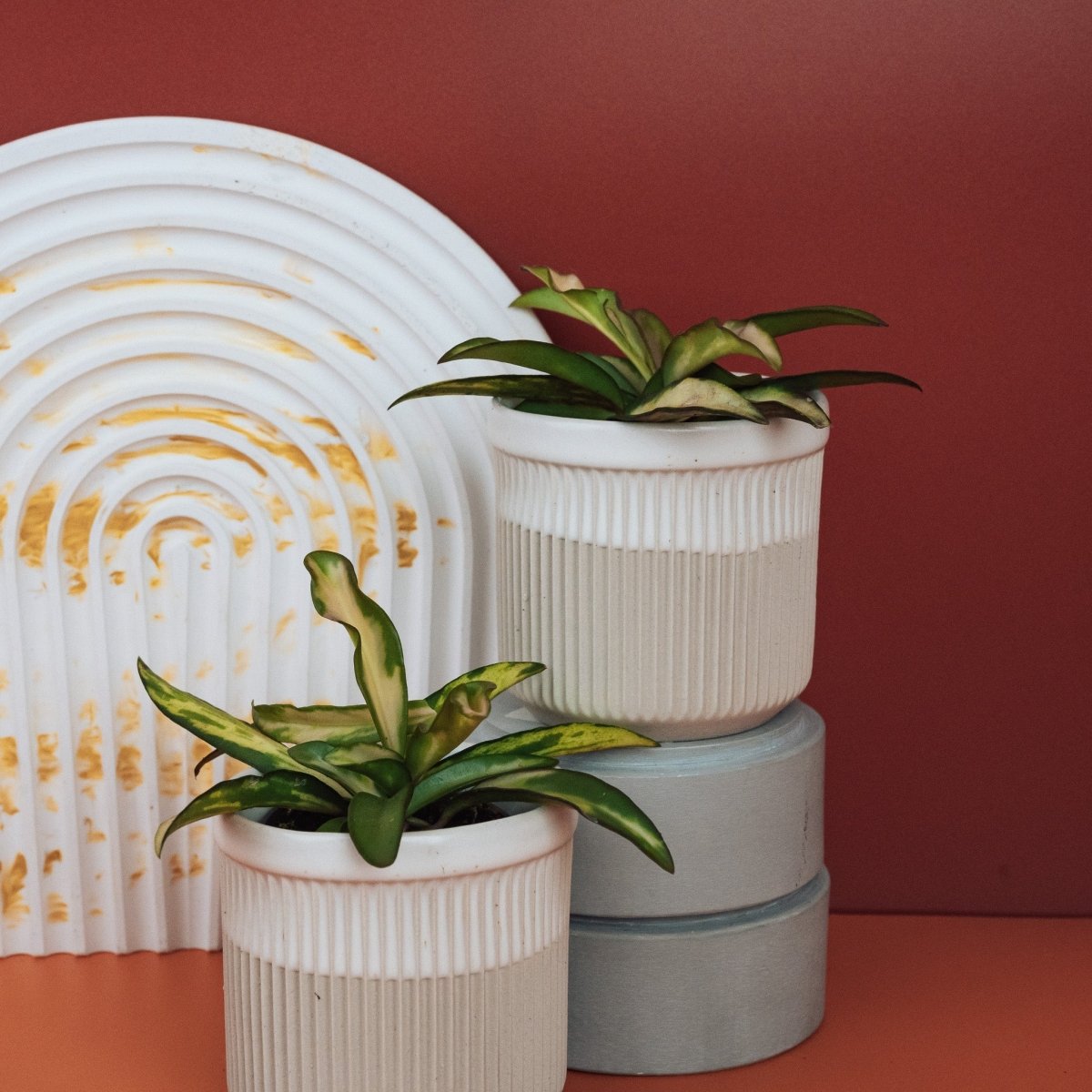 Zimmerpflanze Hoya Wayetii Tricolor – Ansicht 10