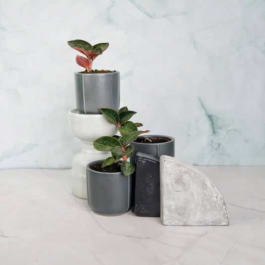 Jewel Orchid Anoectochilus Formosanus – seltene Orchidee – potflourri
