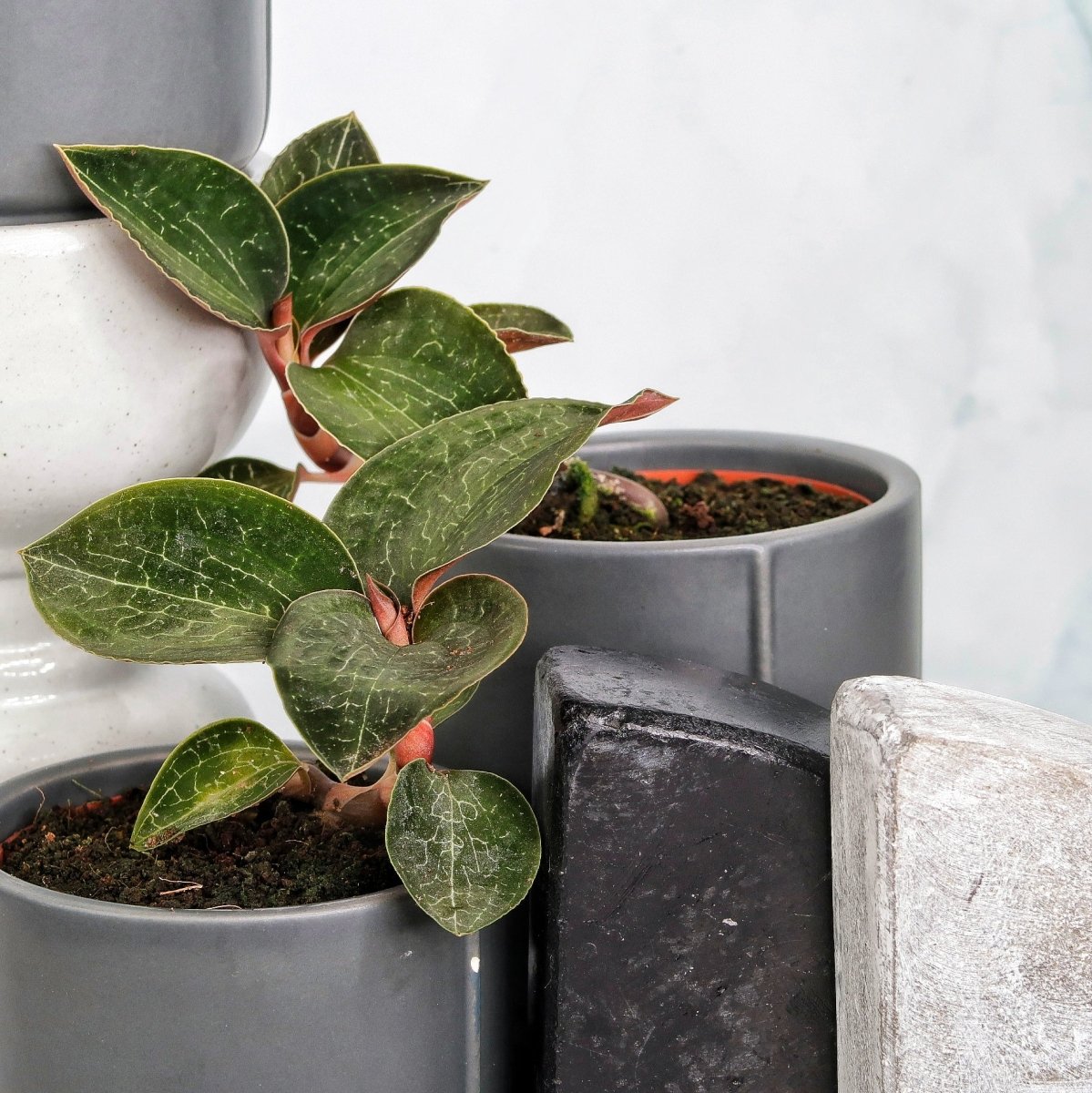 Jewel Orchid Anoectochilus Formosanus – kompakter Wuchs