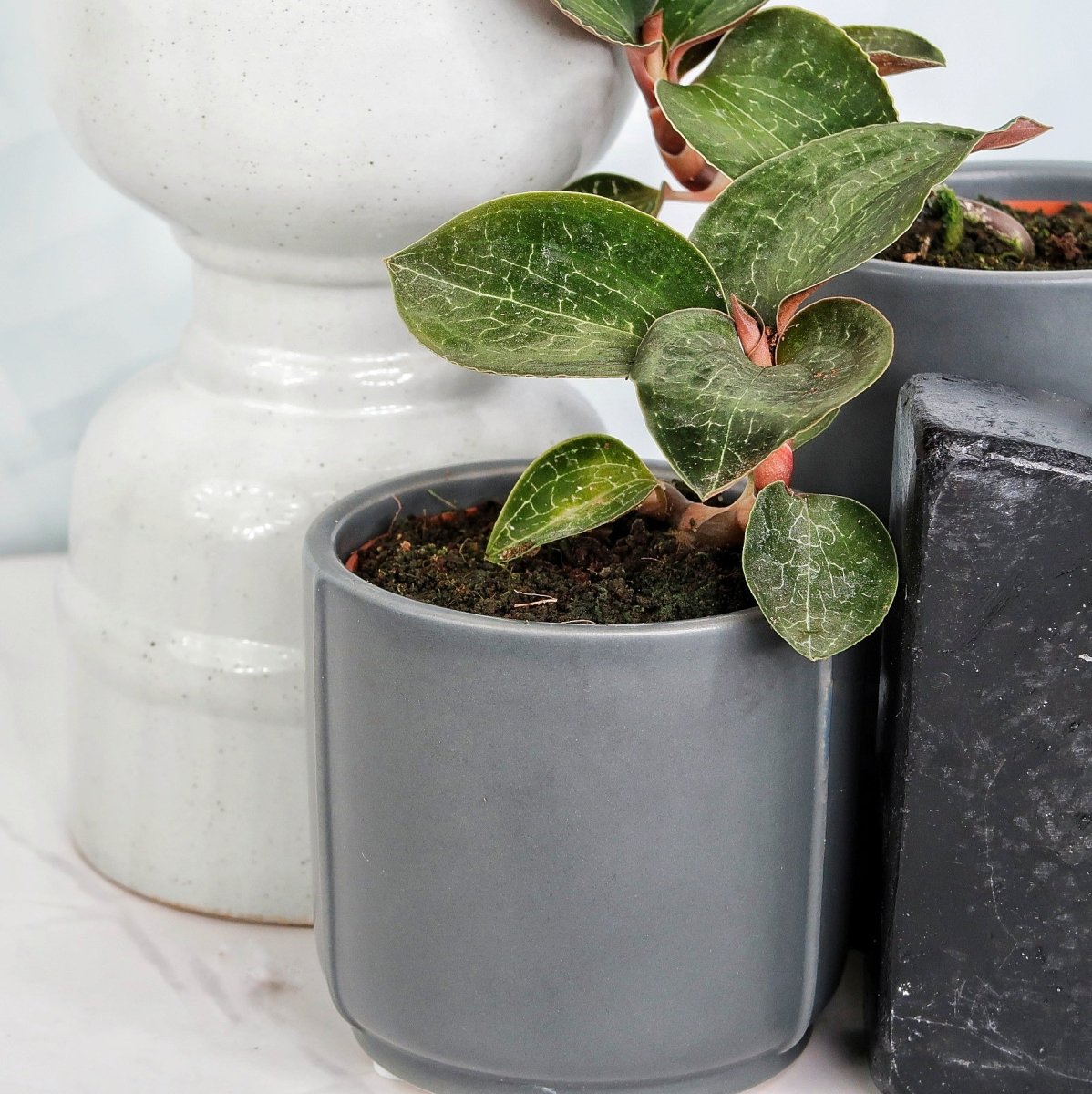 Jewel Orchid Anoectochilus Formosanus – einzigartige Färbung