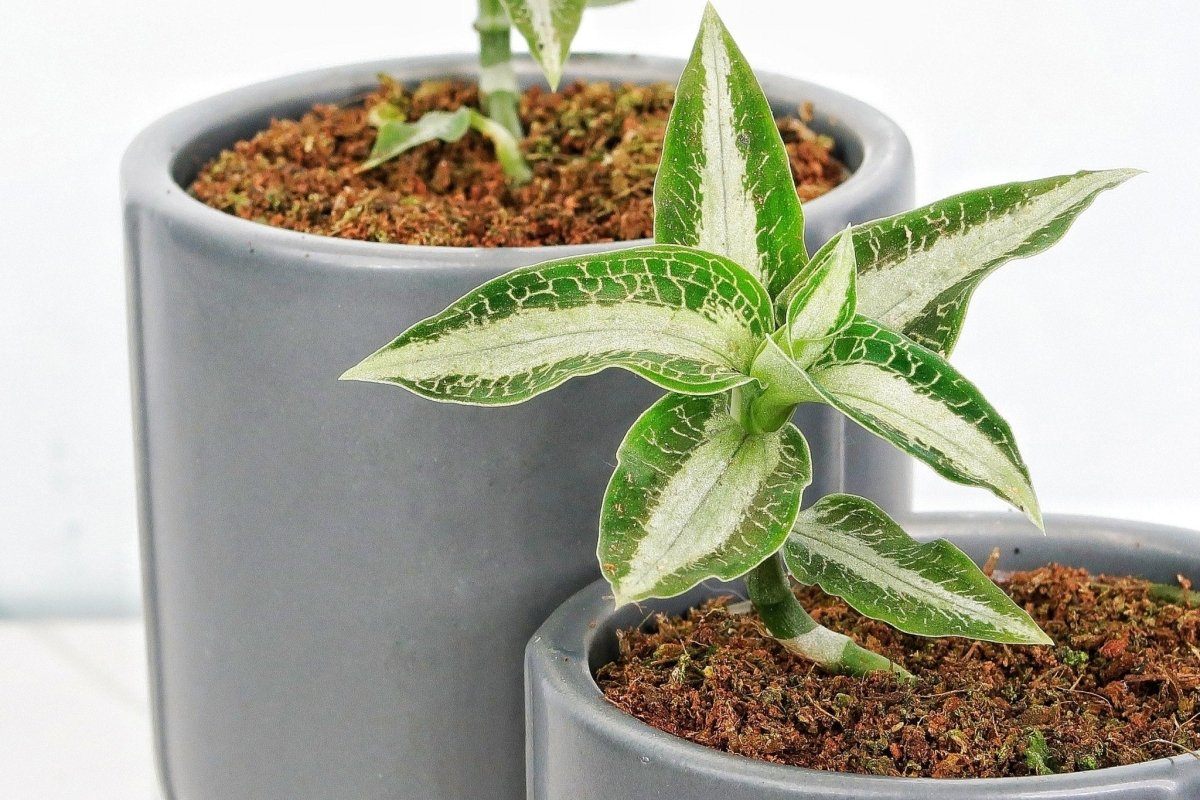 Aspidogyne Argentea – einzigartig gefärbte, gesprenkelte Blätter