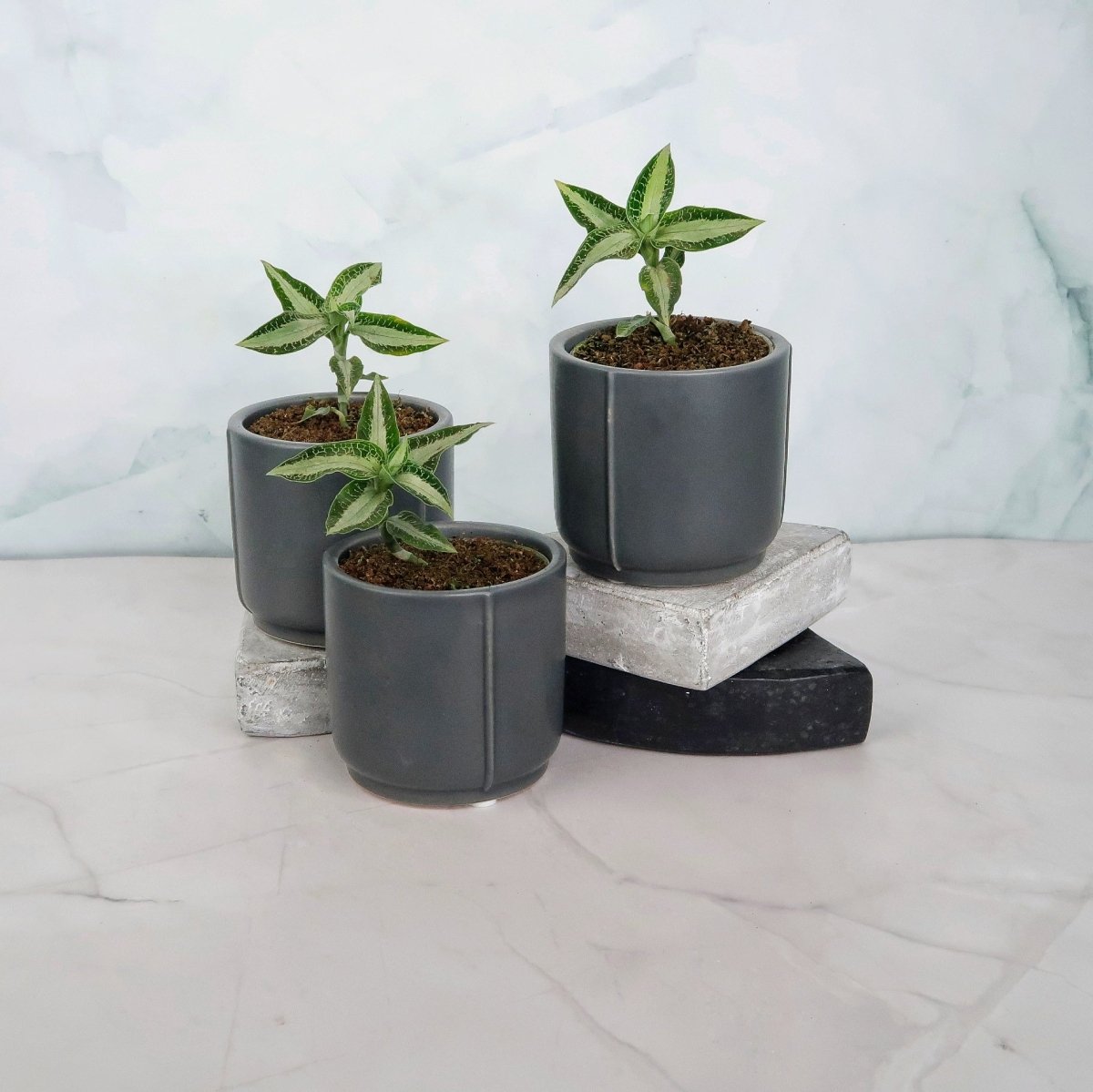 Jewel Orchid Aspidogyne Argentea – seltene Zimmerpflanze – potflourri