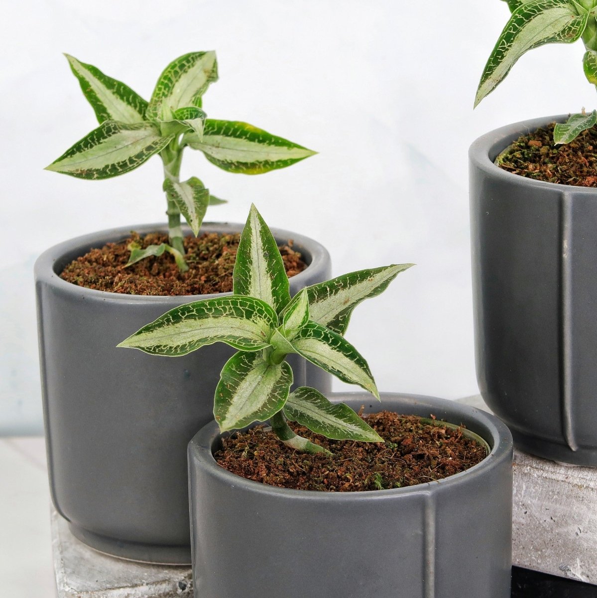 Seltene Jewel Orchid Aspidogyne Argentea für die Sammlung