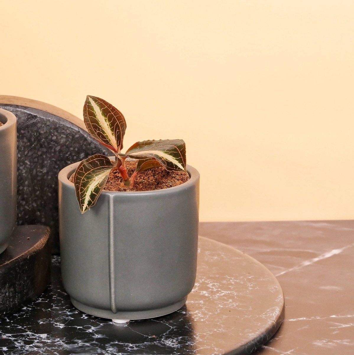 Zimmerpflanze Macodes Amber – seltene Orchidee