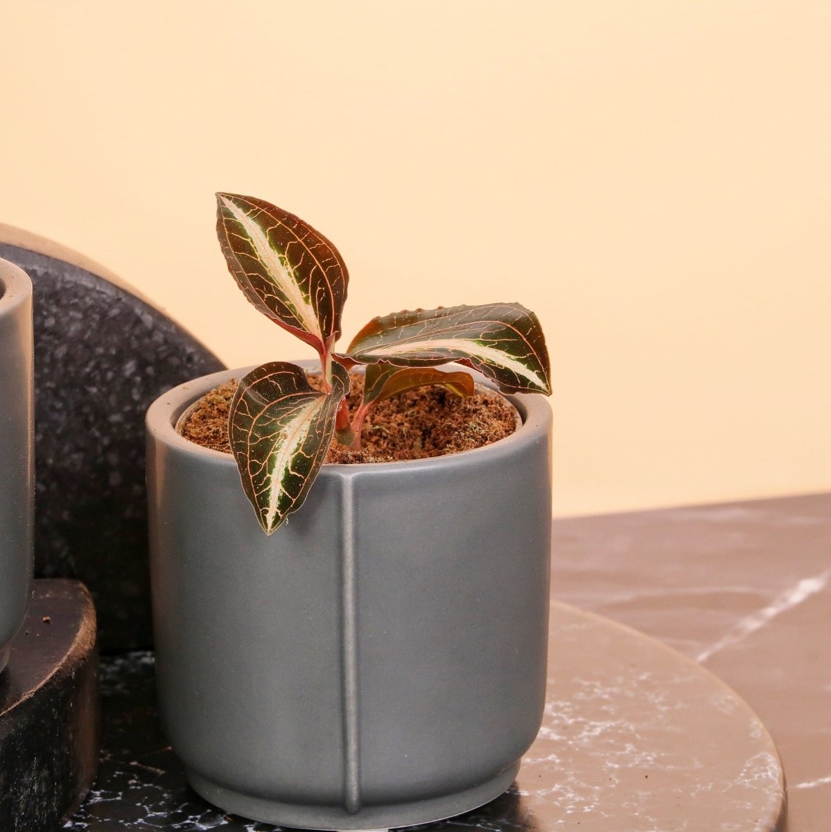 Jewel Orchid Macodes Amber mit einzigartiger Blattfärbung