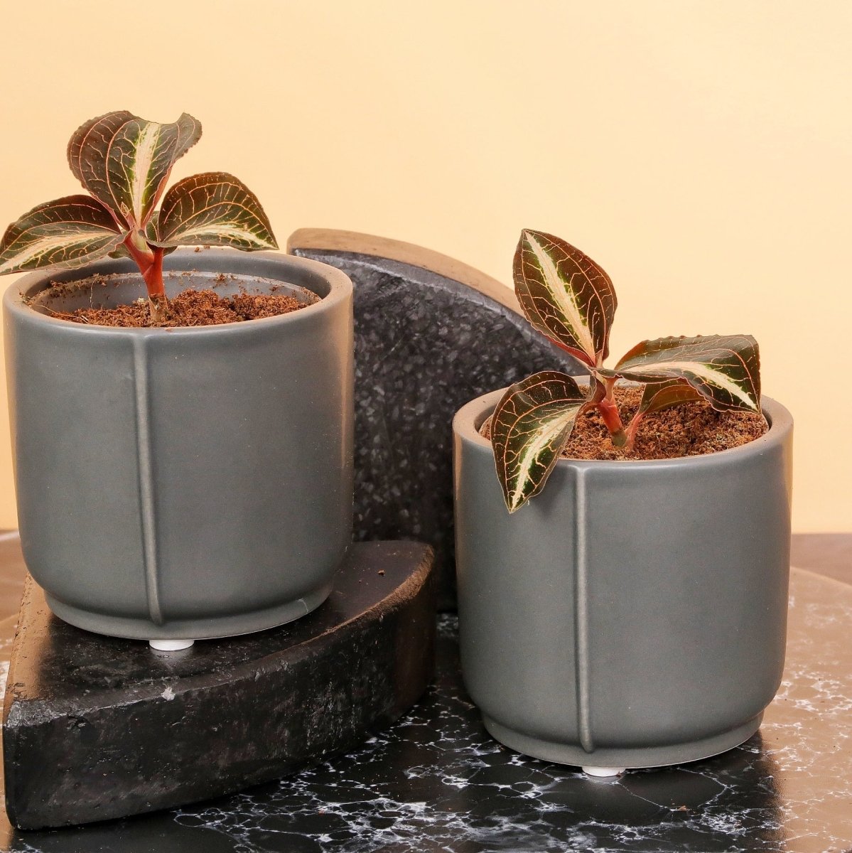 Jewel Orchid Macodes Amber – kompakte Juwelorchidee