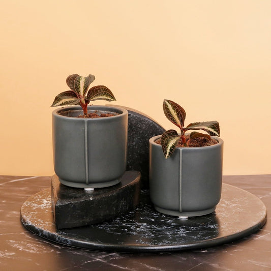 Jewel Orchid Macodes Amber – Juwelorchidee mit gesprenkelten Blättern von potflourri
