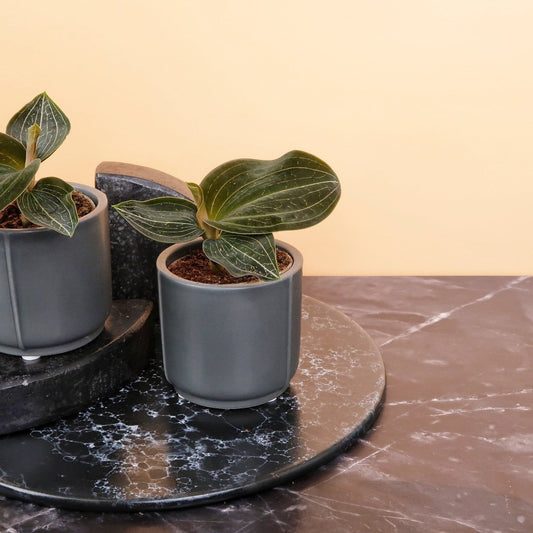 Jewel Orchid Macodes Citrine – Juwelorchidee mit gesprenkelten Blättern von potflourri