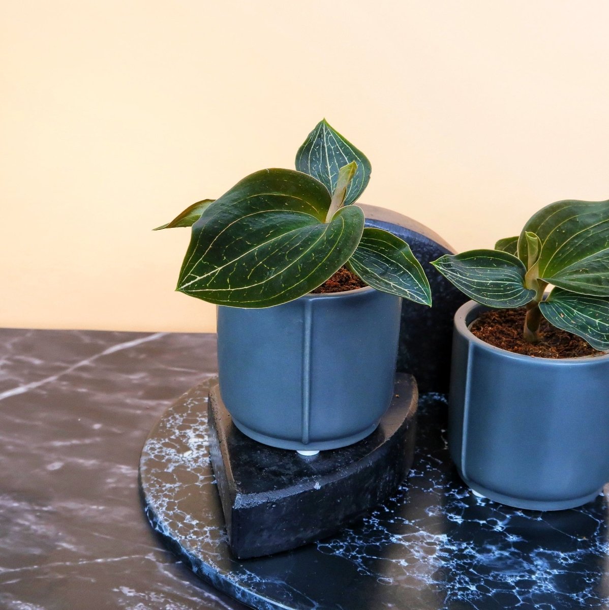 Jewel Orchid Macodes Citrine – kompakte Juwelorchidee