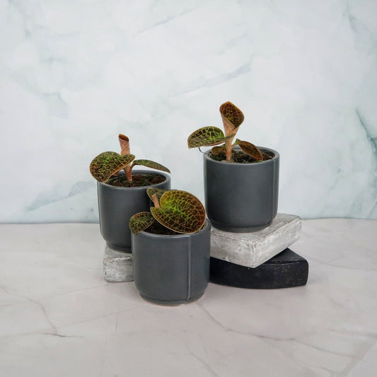 Jewel Orchid Macodes Lowii – seltene Zimmerpflanze – potflourri