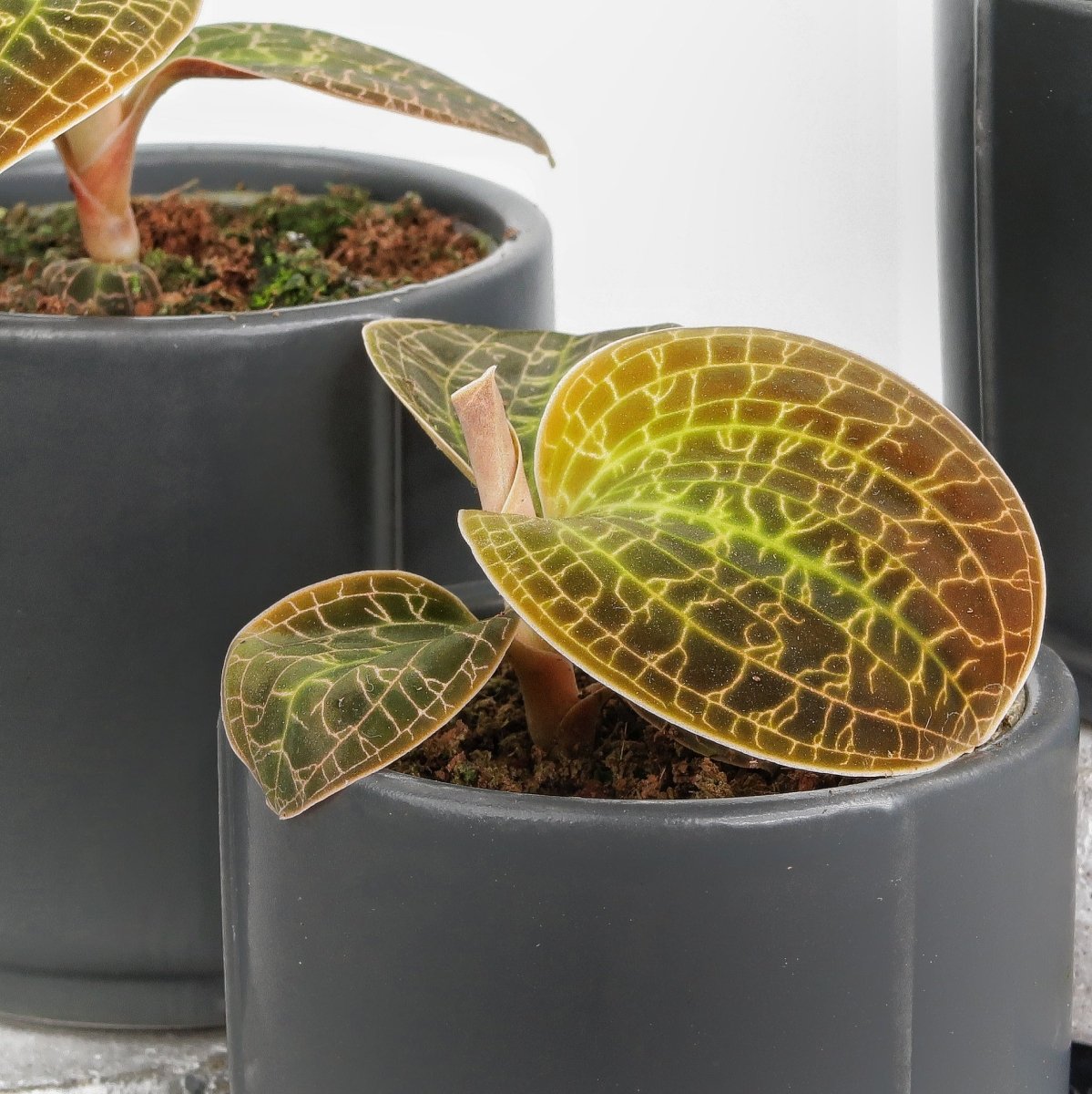 Jewel Orchid Macodes Lowii – einzigartige Färbung