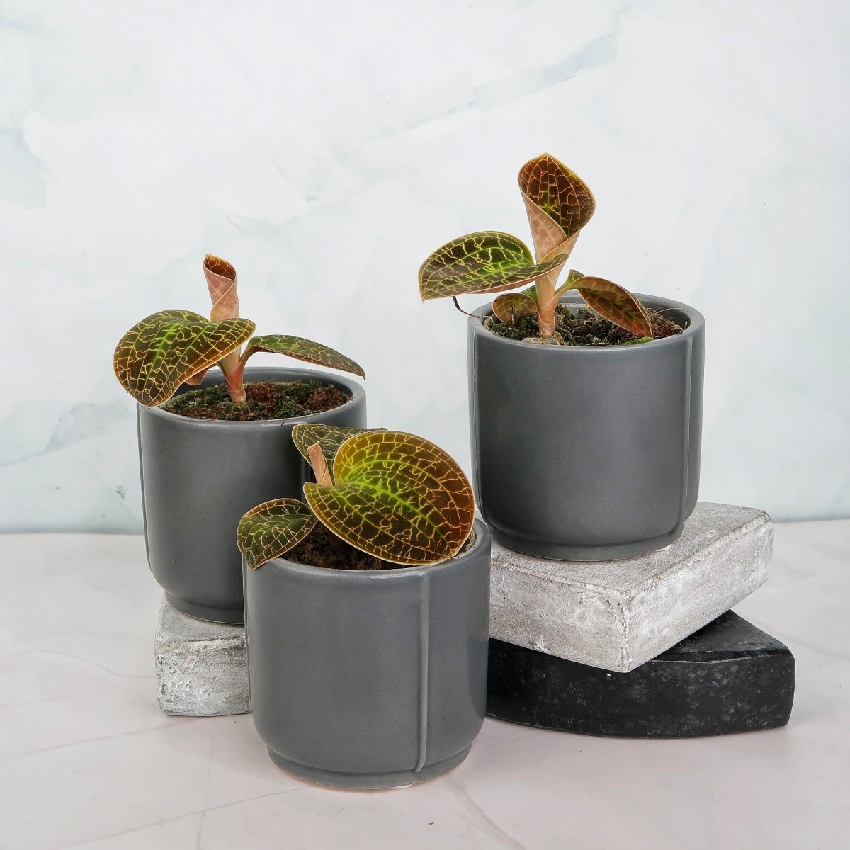 Jewel Orchid Macodes Lowii – kompakter Wuchs