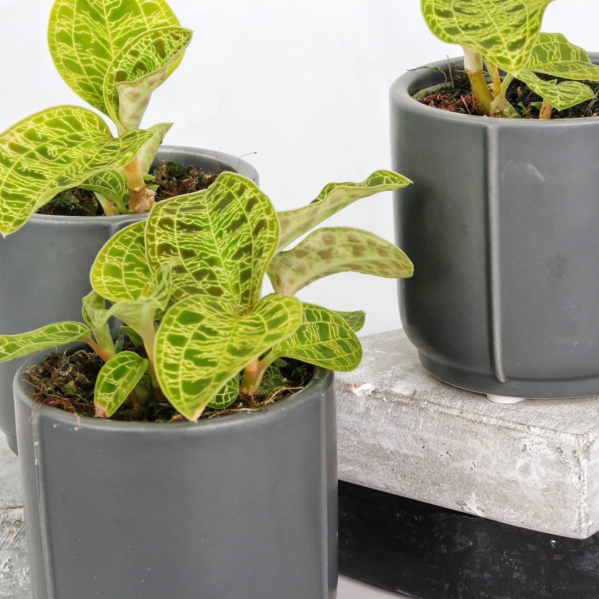 Jewel Orchid Macodes Petola – pflegeleichte Rarität