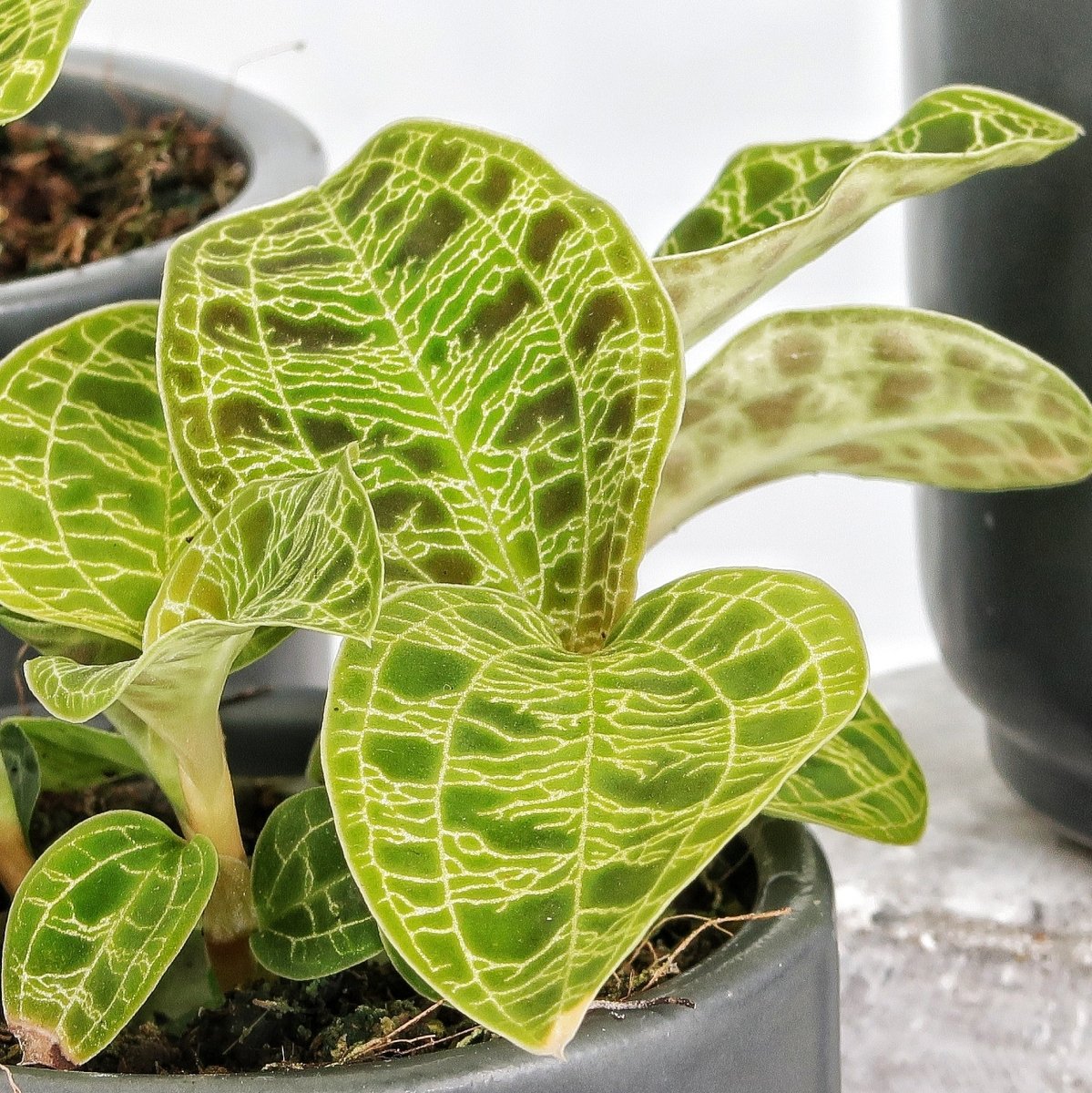 Jewel Orchid Macodes Petola mit goldenen Blattadern