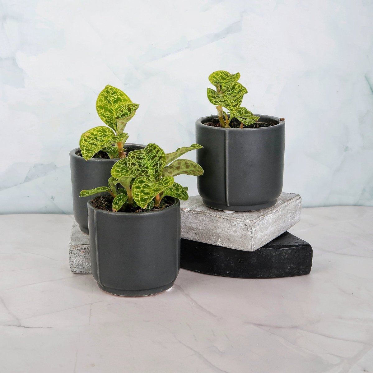 Jewel Orchid Macodes Petola – Orchidee mit goldenen Adern – potflourri