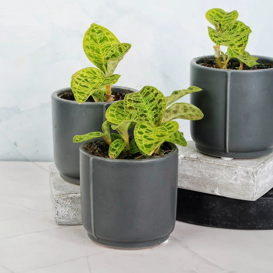 Jewel Orchid Macodes Petola – Orchidee mit goldenen Adern – potflourri