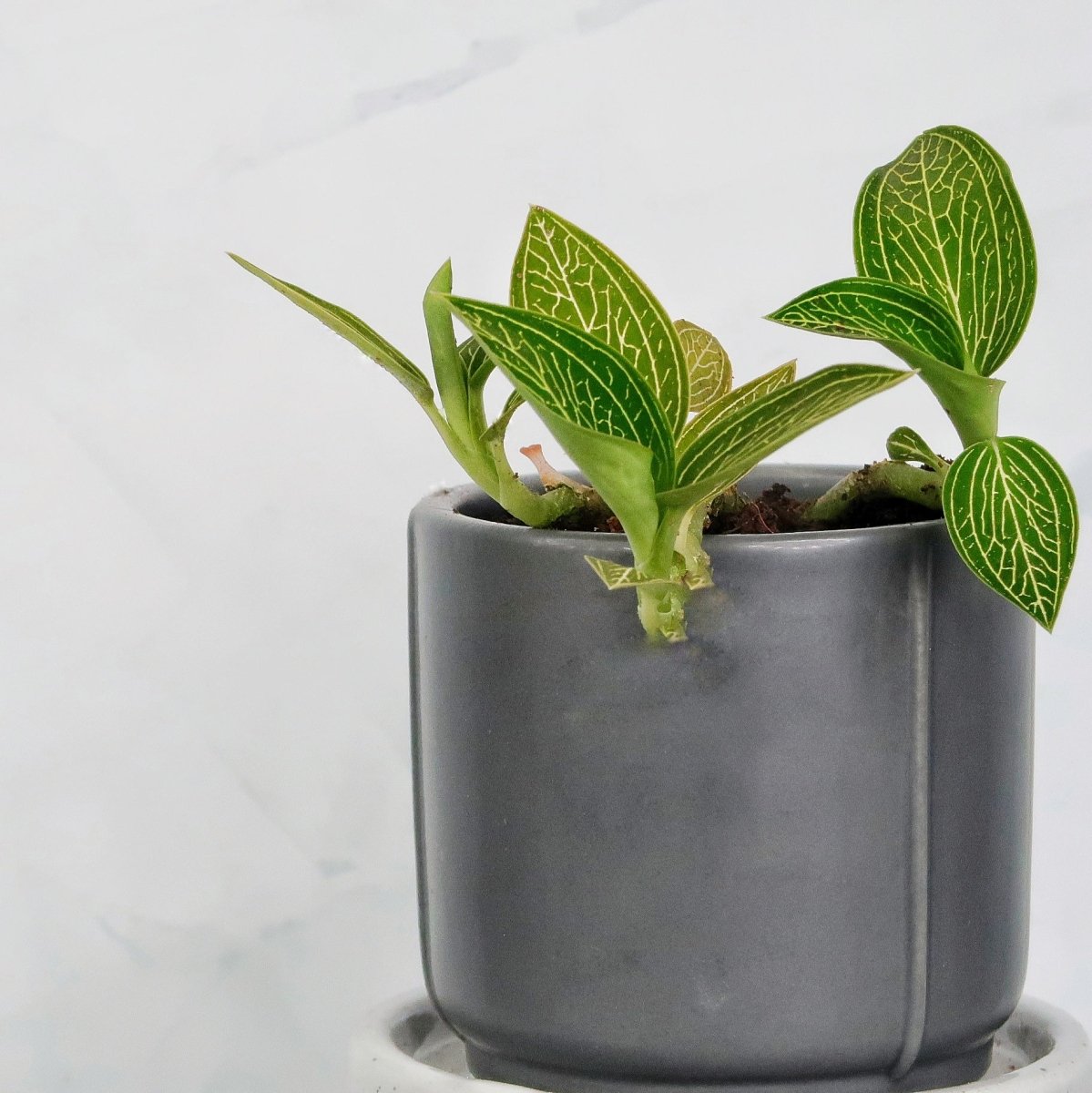 Jewel Orchid Spiderman Green – einzigartige Färbung