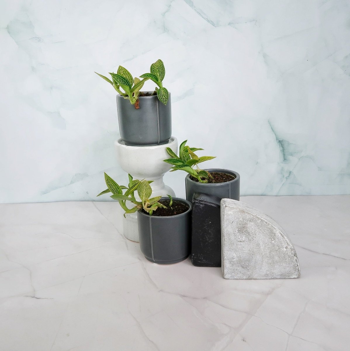 Jewel Orchid Spiderman Green – seltene Zimmerpflanze – potflourri
