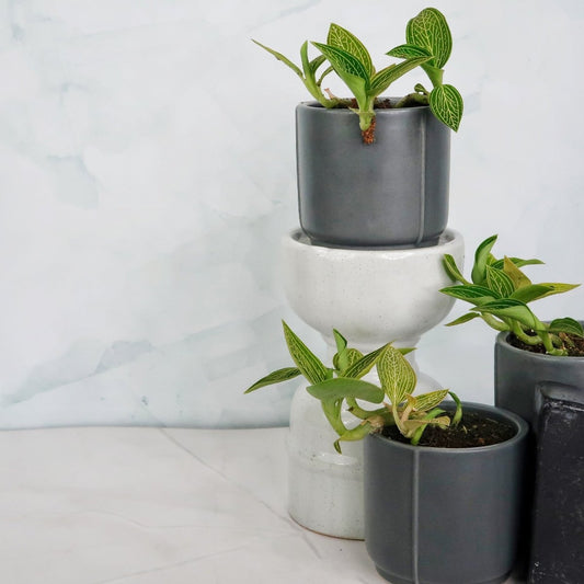 Jewel Orchid Spiderman Green – seltene Zimmerpflanze – potflourri