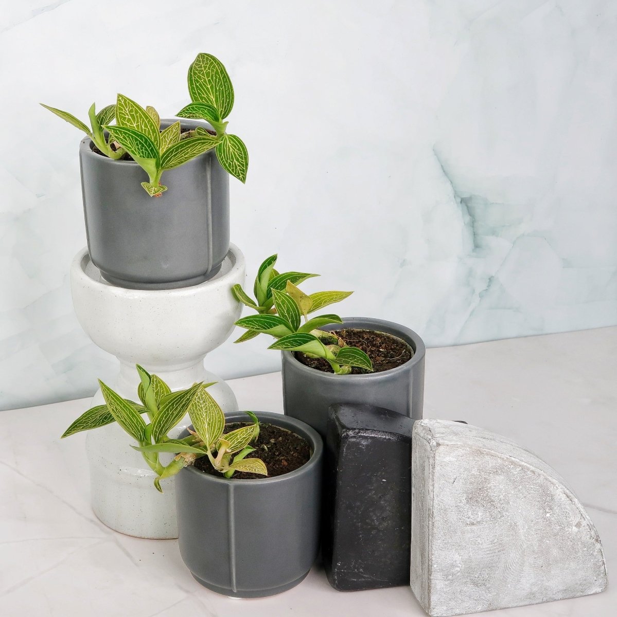 Jewel Orchid Spiderman Green – kompakter Wuchs